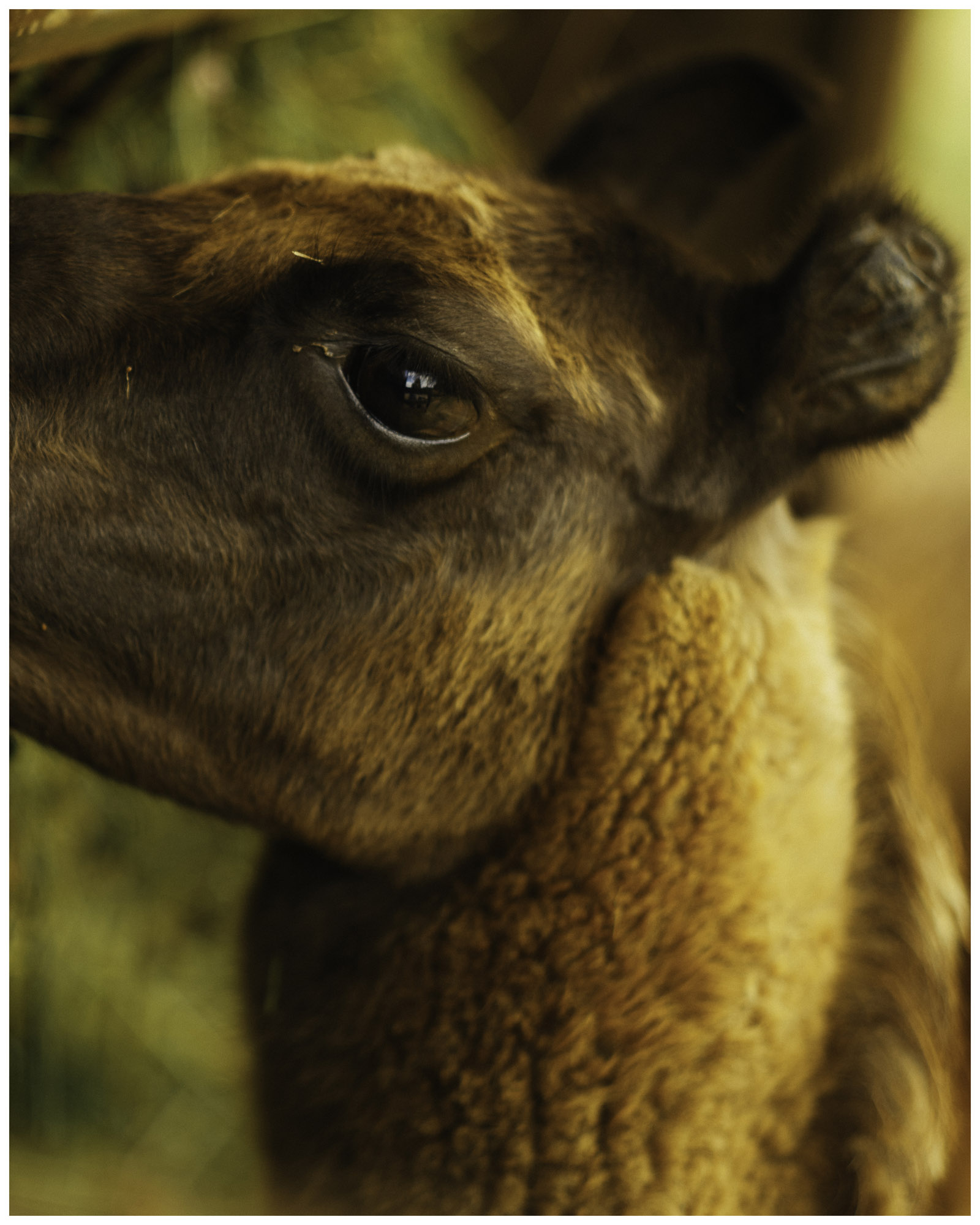 blog/1_Cabarceno/tina_mimika_photographer_landscape_photography_medium_format_sonyalpha_pentax67_spaintravel_cabarceno_cantabria-8_km3hex