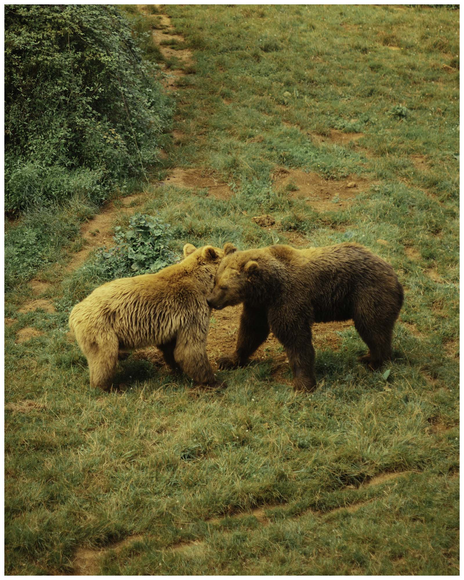 blog/1_Cabarceno/tina_mimika_photographer_landscape_photography_medium_format_sonyalpha_pentax67_spaintravel_cabarceno_cantabria-10_b2et9s